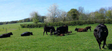 wagyu's van wagyuboerderij hoeve galouppe in de wei