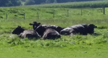 wagyu's van wagyuboerderij hoeve galouppe in de wei