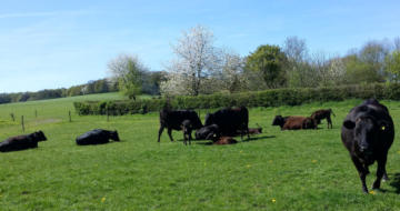Wagyu's van wagyuboerderij Hoeve Galouppe in de wei