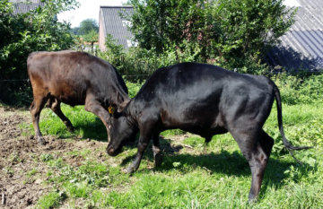 Wagyu bull Nagano