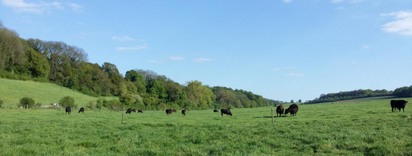hoeve galouppe wagyuvlees